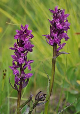 Dactylorhiza lapponica. Closer.4.jpg