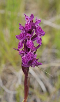 Dactylorhiza lapponica. Closer.5.jpg