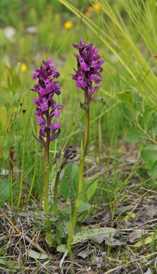 Dactylorhiza lapponica.3.jpg