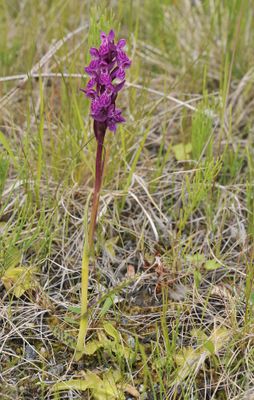 Dactylorhiza lapponica.4.jpg