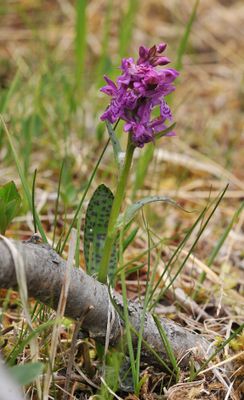 Dactylorhiza lapponica.5.jpg