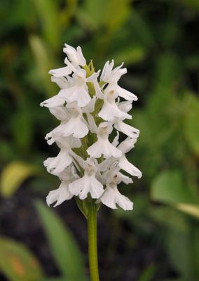 Dactylorhiza fuchsii white. Close-up.jpg