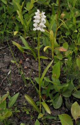 Dactylorhiza fuchsii white.jpg
