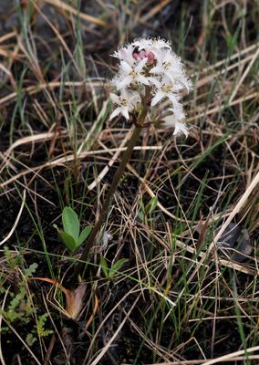 Menyanthes trifoliata.jpg