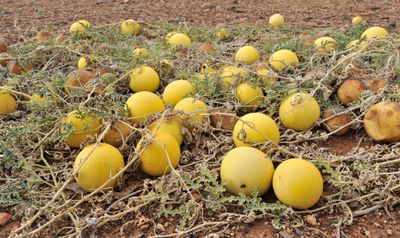 Citrullus colocynthis