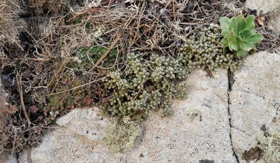 Aichryson, Monanthes and Aeonium growing together.jpg
