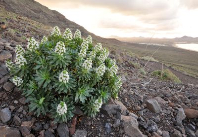 Echium decaisnei subsp. purpuriense.jpg