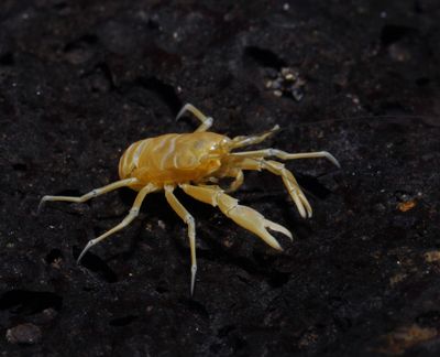 Munidopsis polymorpha.2.jpg