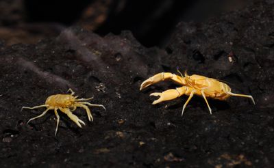 Munidopsis polymorpha.jpg
