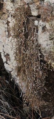 Roccella tinctoria.jpg