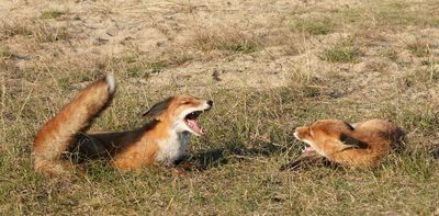 Foxes.jpg