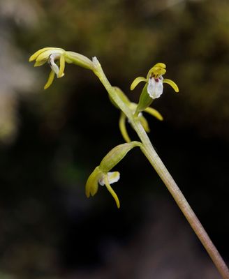 Corallorhiza trifida. Closer.1.jpg