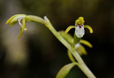 Corallorhiza trifida. Closer.2.jpg