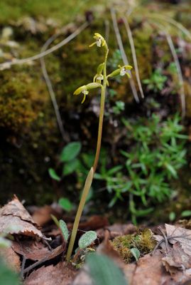 Corallorhiza trifida.jpg