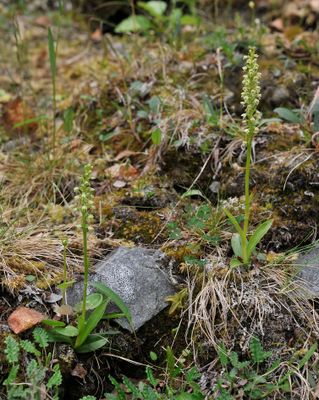 Pseudorchis albida subsp. straminea.jpg