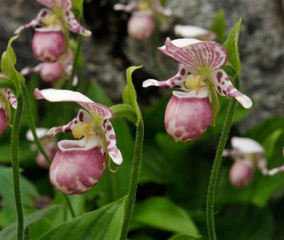 Cypripedium guttatum. Closer.jpg