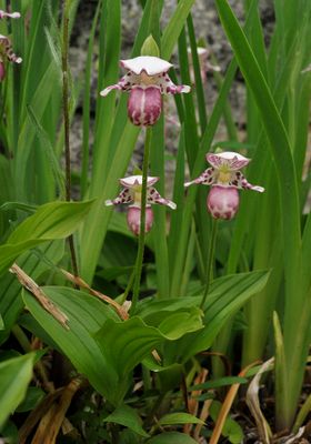 Cypripedium guttatum.jpg