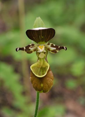 Cypripedium yatabeanum. Close-up.jpg