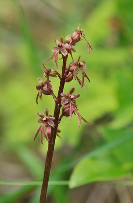 Neottia cordata. Close-up.jpg