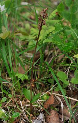 Neottia cordata.jpg
