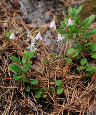 Linnaea borealis. Closer.jpg