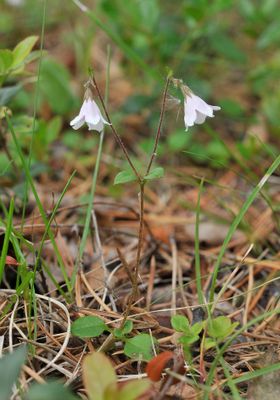 Linnaea borealis. Close-up.jpg