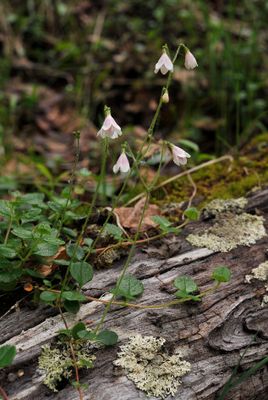 Linnaea borealis.2.jpg