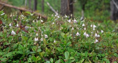 Linnaea borealis.jpg