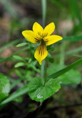 Viola biflora. Close-up.jpg