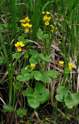 Viola biflora.jpg