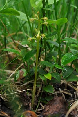 Corallorhiza trifida.2.jpg
