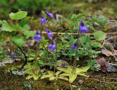 Pinguicula vulgaris.jpg