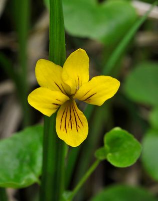 Viola biflora. Close-up.2.jpg