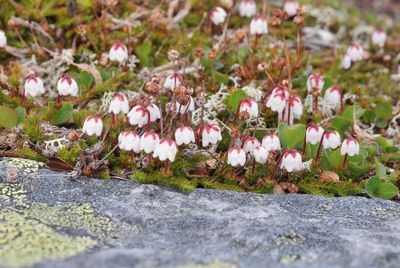 Harrimanella hypnoides.2.jpg