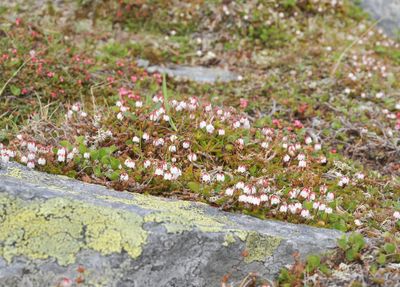 Harrimanella hypnoides.3.jpg