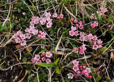 Kalmia procumbens.jpg