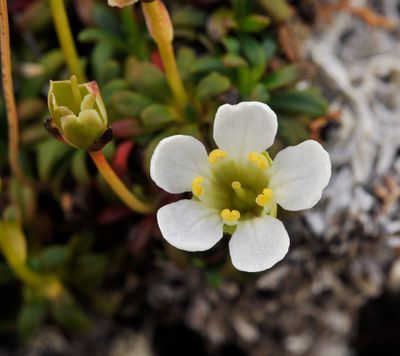 Diapensia lapponica. Close-up.jpg