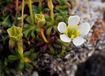 Diapensia lapponica.2.jpg