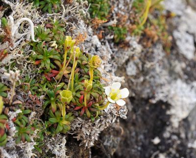 Diapensia lapponica.jpg
