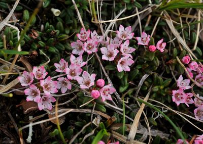 Kalmia procumbens. Closer.jpg