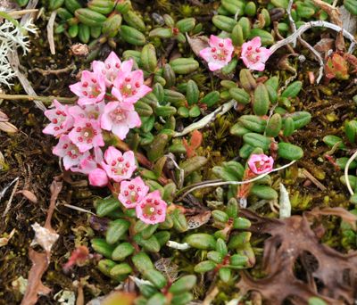 Kalmia procumbens. Close-up.jpg