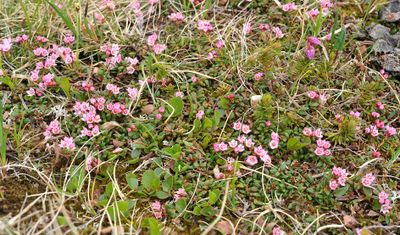 Kalmia procumbens.2.jpg