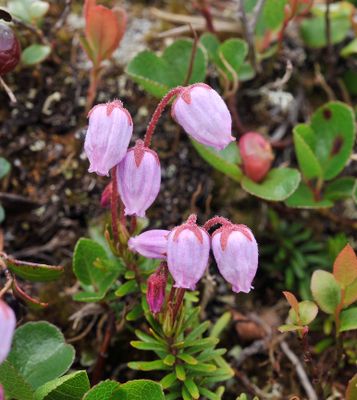 Phyllodoce caerulea. Closer.jpg