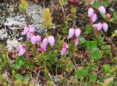 Phyllodoce caerulea.jpg