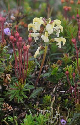 Pedicularis lapponica.2.jpg