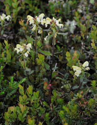 Pedicularis lapponica.3.jpg
