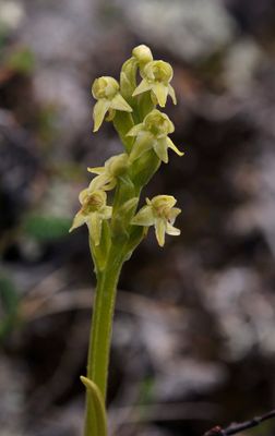 Platanthera oligantha. Closer.