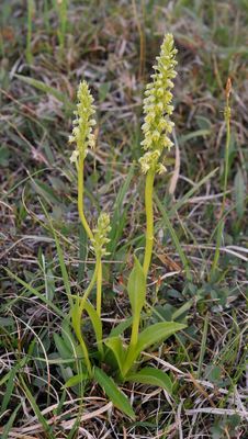 Pseudorchis albida subsp. straminea.jpg