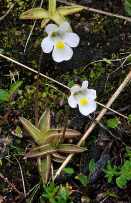 Pinguicula alpina.2.jpg