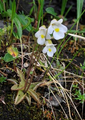 Pinguicula alpina.3.jpg